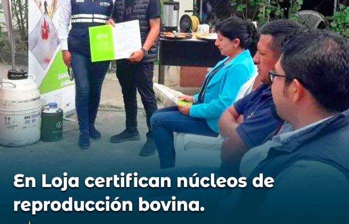 En Loja certifican núcleos de reproducción bovina.