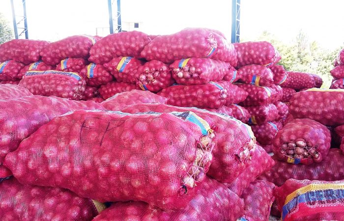 Realizarán catastro del cultivo de cebolla en el cantón Saraguro