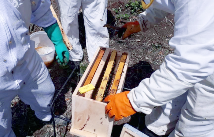 Apicultores de Zapotillo amplían mercado