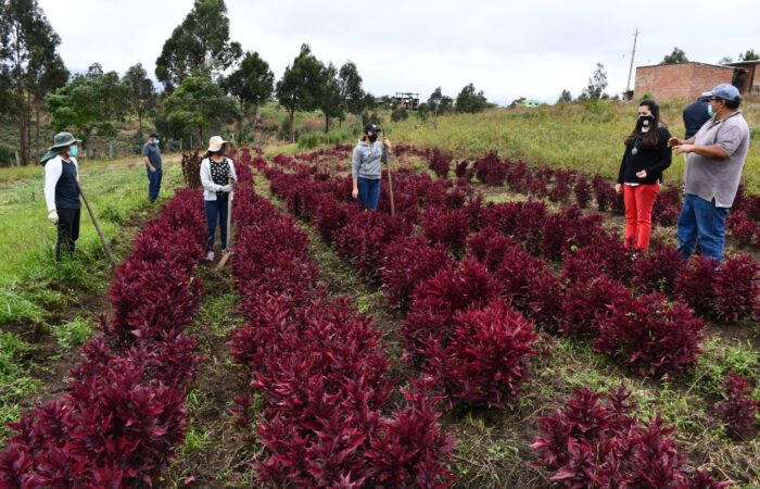 Prefectura promueve huertos agroecológicos