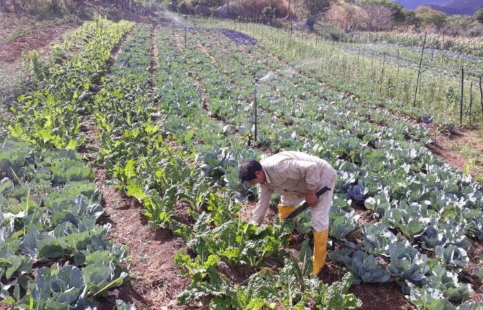 En Loja se realizará capacitación virtual sobre estrategias de producción agropecuaria sostenible