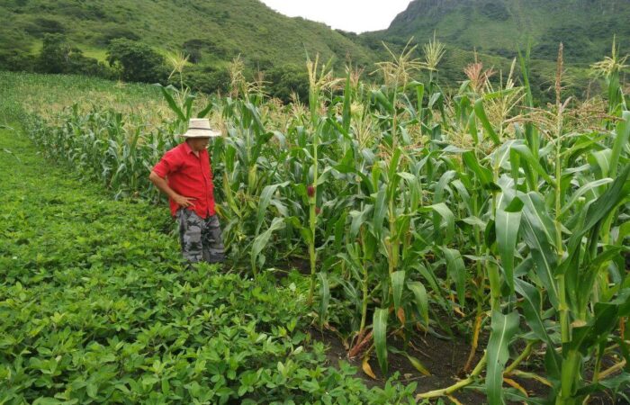 Rueda de Negocio Virtual reunirá a productores maiceros de Loja