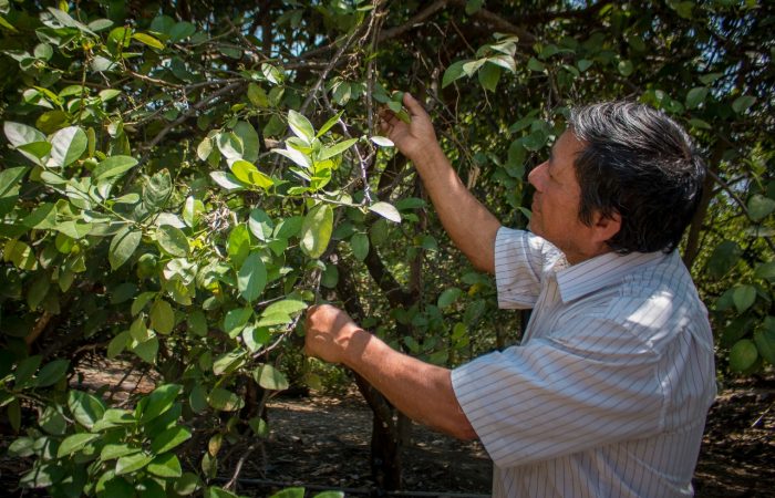 Aceites esenciales, una alternativa de emprendimiento en Loja