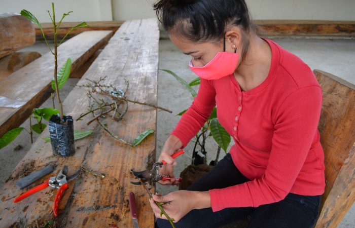 En el vivero de Cumbaratza AGROPZACHIN, injertó 1000 plantas de cacao