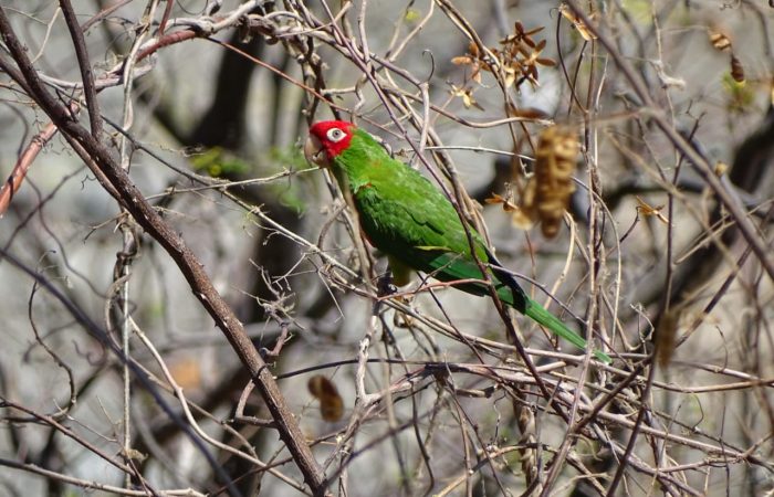 Pericos caretirrojos rescatados en septiembre volvieron a su hábitat