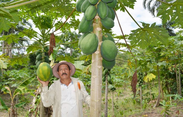 En El Guismi le apuestan al emprendimiento de papaya