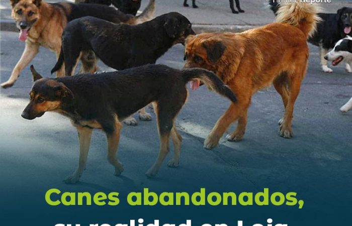 Canes abandonados, su realidad en Loja