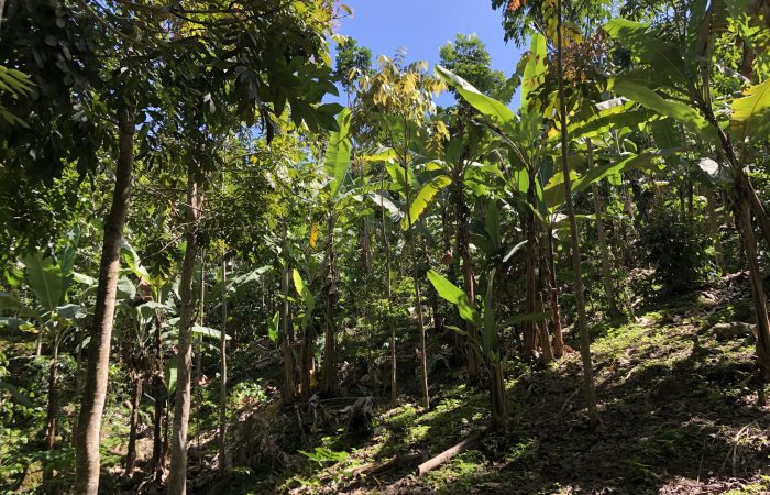 Agroforestación en Puyango con buenos resultados