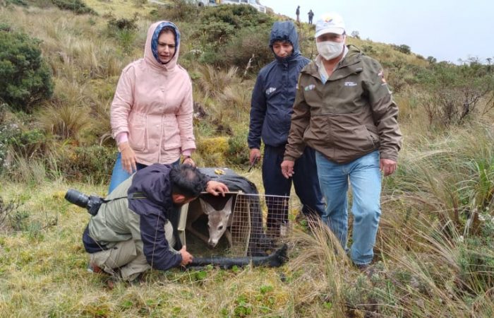 SE REINSERTAN ESPECÍMENES DE VIDA SILVESTRE