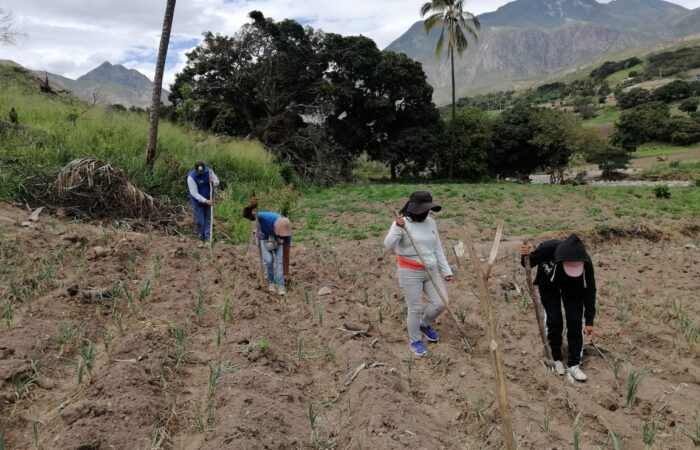 Con siembra de “mucuna” buscan recuperar suelo agrícola en Sumaypamba y Yúluc