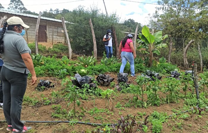 HUERTOS AGROECOLÓGICOS DEL CANTÓN CALVAS CON BUEN AVANCE