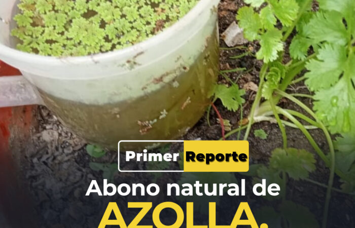 Abono natural de azolla, cuida su salud