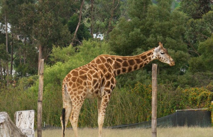 Deceso de la jirafa se debe a problemas intestinales