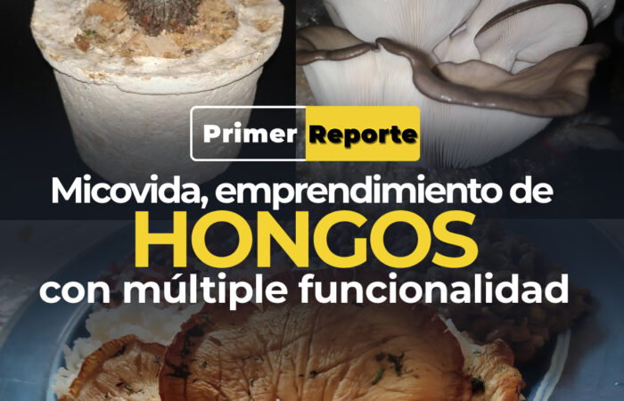 Micovida, emprendimiento de hongos con múltiple funcionalidad