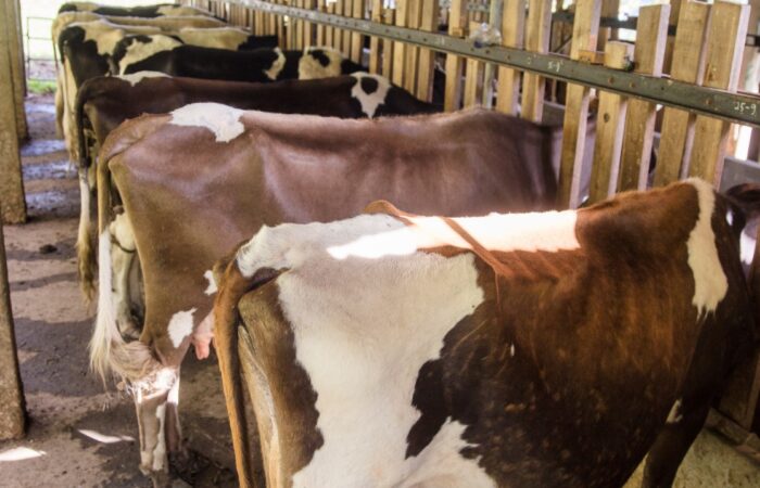 Se retoma la Feria del Ganado