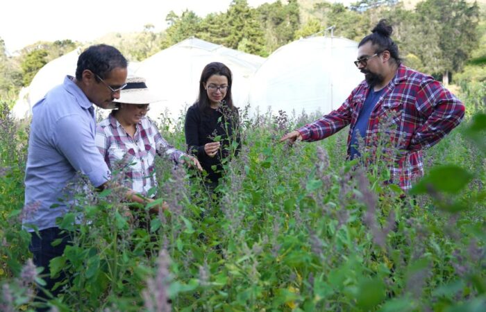 UNL es parte de estudio internacional de riego y fertilización en quinua
