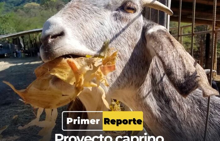 Proyecto caprino “Finca del Jaguay”, al servicio de la ciudadanía