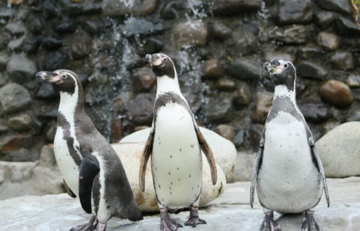 Centro de Conservación de Fauna Silvestre trabaja en el cuidado de las especies