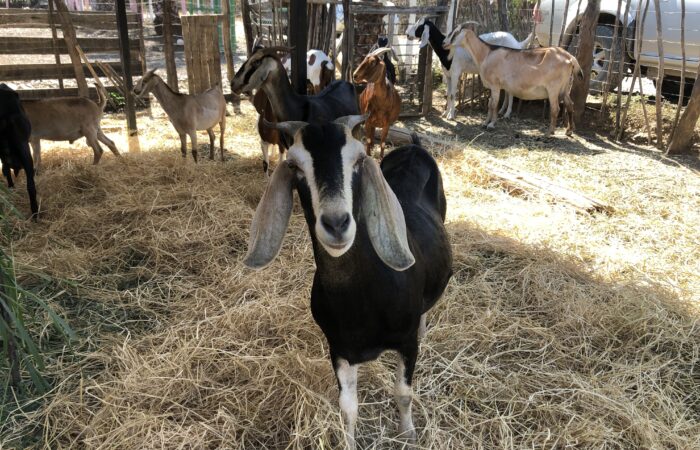 Prefectura trabaja en mejoramiento genético en cabras
