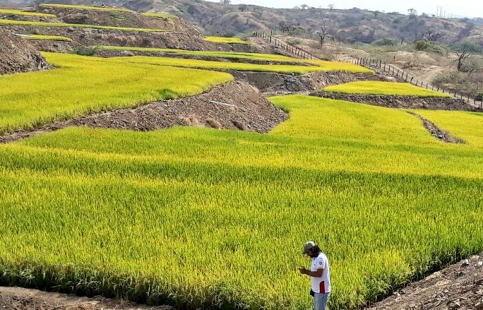 En Loja realizará el “Encuentro Comercial Mayorista y Gastronómico de Arroz”