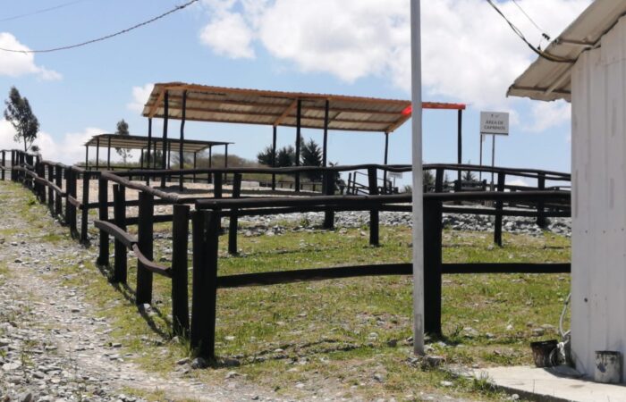 Se Retoma Feria De Ganado En Carigán