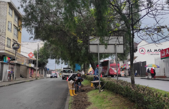 Se Interviene Área Verde De La Av. Pío Jaramillo Alvarado