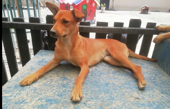 Campaña De Adopción Canina Y Felina Este Sábado En Jipiro