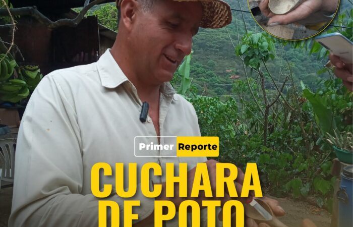 Cuchara de poto, un potencial sustituto del plástico Loja