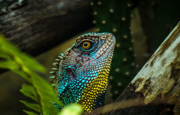“Ojos de Tigre”: la primera exposición fotográfica de Trueman en Loja